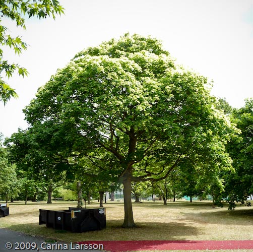 Acer cappadocicum 'Aureum'